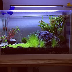 アクアリウム女子のインテリア実例 Roomclip ルームクリップ