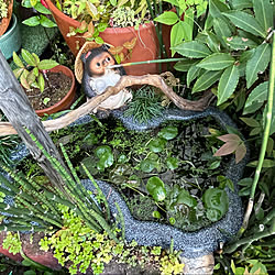 カエル嫌いな人ごめんなさいm Mのインテリア実例 Roomclip ルームクリップ