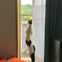 夫のこだわり/夫に感謝/二階からの風景/ネコと暮らす/ネコ姉弟...などのインテリア実例 - 2020-07-27 09:26:38
