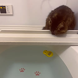 滑り止め ムーンちゃん 猫見風呂 ねこ部 猫部 などのインテリア実例 08 30 23 16 Roomclip ルームクリップ 滑り止め ムーンちゃん 猫見風呂 ねこ部 猫部 などのインテリア実例 08 30 23 16 Roomclip ルームクリップ