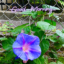 朝顔と蝶々/花のある暮らし/おはようございます♪(๑ᴖ◡ᴖ๑)♪/お花大好き♡/いいね♪いつもありがとうございます❤️...などのインテリア実例 - 2019-08-05 07:03:59