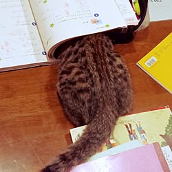 リビング 猫 ハンモックのインテリア実例 Roomclip ルームクリップ