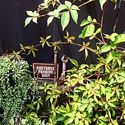 バス/トイレ/植物のある暮らし/グリーンネックレス/ヘンリーヅタ/セリア...などのインテリア実例 - 2016-08-20 09:22:16