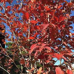 冬に向かって/秋を感じる/紅葉/紅葉がキレイ/シャラの木...などのインテリア実例 - 2021-11-03 14:29:35