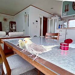 オカメインコのいる暮らしのインテリア実例 Roomclip ルームクリップ