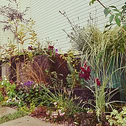 花suguri/Green Works/庭 niwa/植物/古材/ブログ覗いてみて下さい...などのインテリア実例 - 2014-11-05 07:39:55