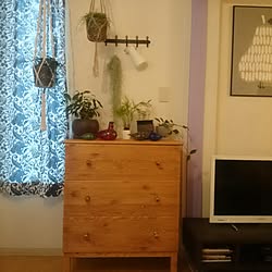 部屋全体/植物/IKEA/エアープランツ/ハンドメイド ...などのインテリア実例 - 2016-06-06 18:32:53