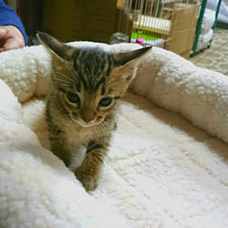 あんぷという名の猫/写真機印消し/ショップ系を貫く/カメラマーク消し/猫と暮らす...などのインテリア実例 - 2018-01-08 17:29:01