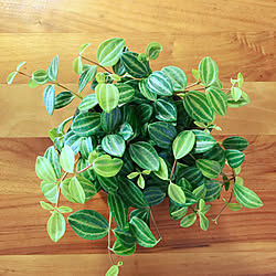 垂れ下がる植物のインテリア実例 Roomclip ルームクリップ 垂れ下がる植物のインテリア実例 Roomclip ルームクリップ