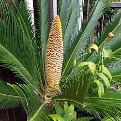 植物のある暮らし 蘇鉄の葉のインテリア実例 Roomclip ルームクリップ