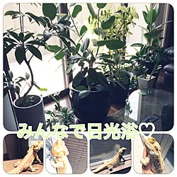 ジャングルにしたいのれす のインテリア実例 Roomclip ルームクリップ