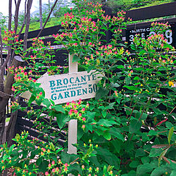 ヒペリカムの実 ヒペリカム 手作りの庭 花壇 花のある暮らし などのインテリア実例 06 24 21 15 58 Roomclip ルームクリップ