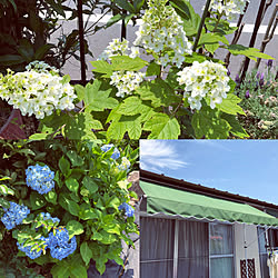 ふつーの紫陽花30年もの/柏葉アジサイ/令和5月26日/スウェーデンアイビーの輪/介護中でもステキに暮らしたい...などのインテリア実例 - 2019-05-26 12:14:20