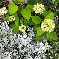 ピラミッド紫陽花 ノウム 玄関 入り口 ナチュラル アンティーク 紫陽花 アナベル などのインテリア実例 16 06 22 15 43 57 Roomclip ルームクリップ