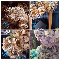 紫陽花ドライの作り方のインテリア実例 Roomclip ルームクリップ 紫陽花ドライの作り方のインテリア実例 Roomclip ルームクリップ