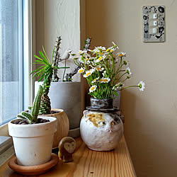 サボテン花瓶のインテリア実例 Roomclip ルームクリップ