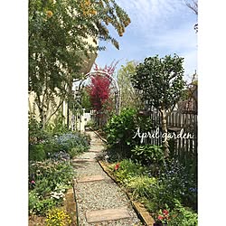 ミモザ剪定のインテリア実例 Roomclip ルームクリップ