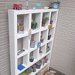 建て売り一戸建て/さぼてん&多肉/ハオルチア/観葉植物/多肉植物だいすき。...などのインテリア実例 - 2017-02-05 12:57:11
