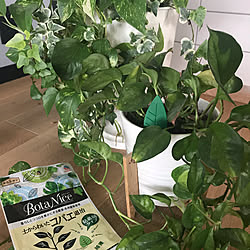 観葉植物 ポトス水差しのインテリア実例 Roomclip ルームクリップ 観葉植物 ポトス水差しのインテリア実例 Roomclip ルームクリップ