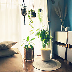 10号鉢/ウンベさんの植え替え/H&M HOME/シンプルモダン/エアコンから避難...などのインテリア実例 - 2020-06-13 13:48:31