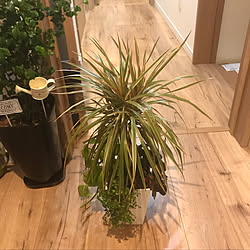 観葉植物の寄せ植え/注文住宅/見てくれてありがとう♡/いつも見てくれてありがとうございます♡/RCの出会いに感謝♡...などのインテリア実例 - 2019-05-09 18:39:20