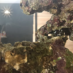 海水魚 ライブロックのインテリア実例 Roomclip ルームクリップ
