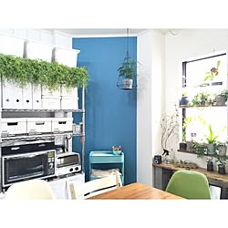 棚/植物/植物のある暮らし/【植中毒】/グリーンディスプレイ...などのインテリア実例 - 2016-06-06 09:32:22