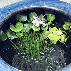 水草 ホテイアオイのインテリア実例 Roomclip ルームクリップ