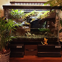 アカハライモリ 水槽のある暮らしのインテリア実例 Roomclip ルームクリップ