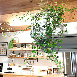 ワイヤープランツもりもり/ワイヤープランツ/植物のある暮らし/観葉植物/キッチンのインテリア実例 - 2021-03-21 15:45:38