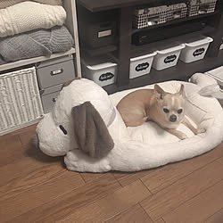 リビング 犬用ベッド おもしろ雑貨 いぬと暮らす チワワのインテリア実例 19 02 04 19 46 07 Roomclip ルームクリップ