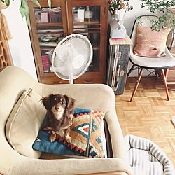 アマゾン ライオン犬のインテリア実例 Roomclip ルームクリップ