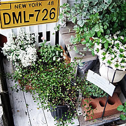 植物 七輪のインテリア実例 Roomclip ルームクリップ