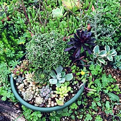 多肉植物 地植え 雨ざらしのインテリア実例 14 05 31 29 30 Roomclip ルームクリップ 多肉植物 地植え 雨ざらしのインテリア実例 14 05 31 29 30 Roomclip ルームクリップ