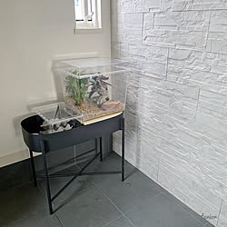 カナヘビのインテリア実例 Roomclip ルームクリップ