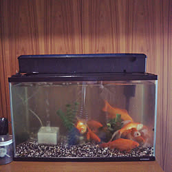 金魚 ドジョウのインテリア実例 Roomclip ルームクリップ