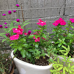 玄関/入り口/お花の名前がわからない/おじぎ草/寄せ植え/RCの出会いに感謝♡...などのインテリア実例 - 2018-07-04 16:28:27
