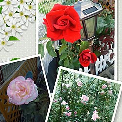 玄関/入り口/いいね&フォローありがとうございます☆/画像加工なし♪/お庭/薔薇...などのインテリア実例 - 2015-02-11 23:22:16