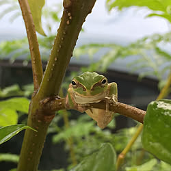 観葉植物 アマガエルのインテリア実例 Roomclip ルームクリップ 観葉植物 アマガエルのインテリア実例 Roomclip ルームクリップ