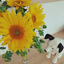 リビング/ビクター犬/ひまわり/花のある暮らし/花のある生活のインテリア実例 - 2017-07-21 14:14:04