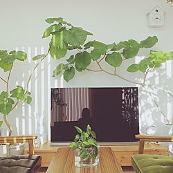 シンプル ボタニカルインテリアのインテリア実例 Roomclip ルームクリップ