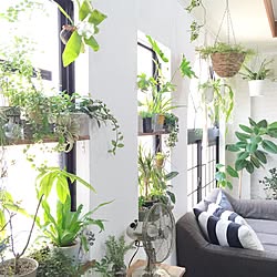 棚/植物/NO GREEN NO LIFE/中古住宅/関西好きやねん会...などのインテリア実例 - 2016-05-23 09:39:06