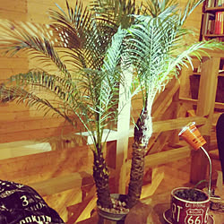 フェニックス ヤシの木のインテリア実例 Roomclip ルームクリップ