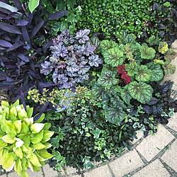 石積み アジュガ カリブラコア 花壇 ヒューケラ などのインテリア実例 21 05 03 23 40 Roomclip ルームクリップ