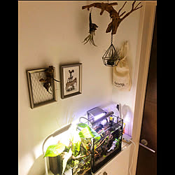 アクアリウム女子のインテリア実例 Roomclip ルームクリップ