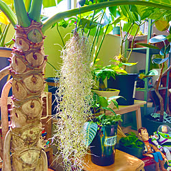 フィギュア しおしおのパーのおしゃれなアレンジ 飾り方のインテリア実例 Roomclip ルームクリップ