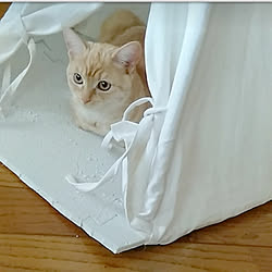 壁/天井/猫スペース/●うちのHARU●/もふもふHARU/お日さまのにおい❤︎.*...などのインテリア実例 - 2020-04-22 17:09:32