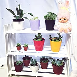 多肉植物 ダイソー 100均 キッチンのインテリア実例 19 03 03 22 57 17 Roomclip ルームクリップ 多肉植物 ダイソー 100均 キッチンのインテリア実例 19 03 03 22 57 17 Roomclip ルームクリップ