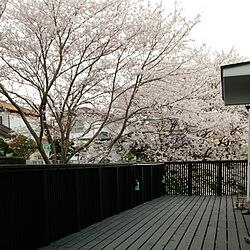 ウッドデッキ/桜/和の雰囲気のインテリア実例 - 2016-04-07 00:02:32