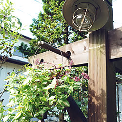 キッチン/夏/庭/小さい庭/ガーデン...などのインテリア実例 - 2020-08-26 08:27:55